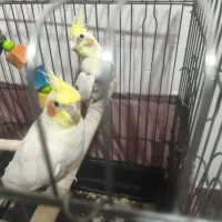 عروس‌هلندی‌نروماده