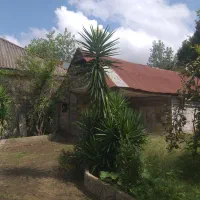 گل یوکا۳متری|گل و گیاه طبیعی|سنگر, |دیوار