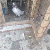 کفتر|پرنده|بم, |دیوار