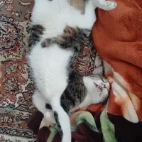 گمشده|حیوانات|صادق آباد, |دیوار