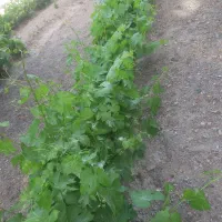 نهال انگور|خدمات باغبانی و درختکاری|موچش, |دیوار