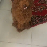 سگ پودل|سگ|کرمانشاه, |دیوار