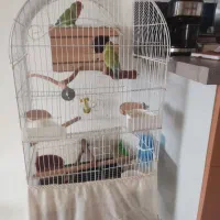 طوطی برزیلی|پرنده|هشتگرد, فاز ۲ مهستان|دیوار