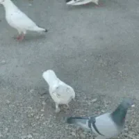 کفتر|پرنده|آبیک, |دیوار