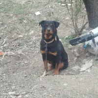 سگ  روت وایلر