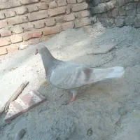 جوجه گوک معامله ای|پرنده|ایرانشهر, |دیوار