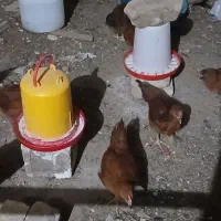 جوجه خروس محلی برای کشتار|حیوانات مزرعه|کوهنجان, |دیوار