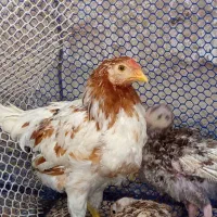 خروس 5ماه گلین . اسلامشهر