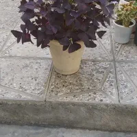 گلهای زیبا