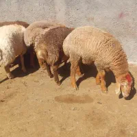 بره مغانی و افشاری