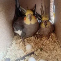 یک جفت عروس هلندی با ۳ تا تخم
