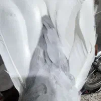 دو عدد کبوتر دمسفید نر