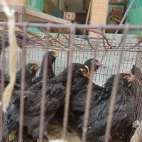 جوجه برهما و خانگی دوماهه