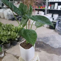 گلخانه بهشت جاده ب توحید روبروی استخر انتظام|گل و گیاه طبیعی|سنندج, |دیوار