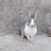 خرگوش