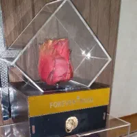 گل جاودان رنگی|گل و گیاه طبیعی|قرچک, محمد آباد|دیوار