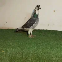 کفتر المانی جوجه بوم طرقبه