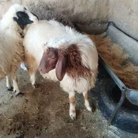 بره