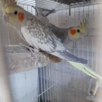 جفت عروس هلندی با جوجه