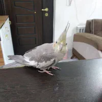 طوطی جوجه