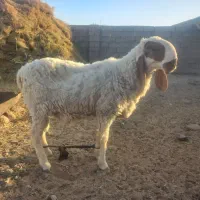 قوچ مری|حیوانات مزرعه|هامون, |دیوار