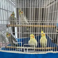 عروس هلندی لوتینو و مرواریدی بالغ