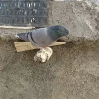 سبز سرو نوک دار|پرنده|کرمانشاه, |دیوار