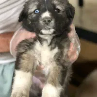 توله هاسکی چشم دو رنگ 2 ماهه