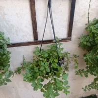 گل یخ|گل و گیاه طبیعی|مشهد, رستگار|دیوار