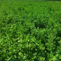 پرس یونجه