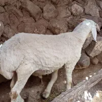 بره نر چاق فروشی