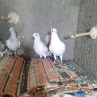 کرمونی هوایی جوجه کشی