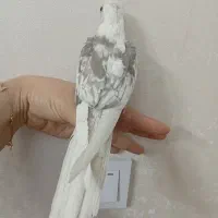 عروس هلندی البینو رام|پرنده|تهران, مینای شمالی (مخبر)|دیوار