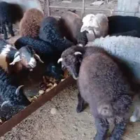 فروش بره