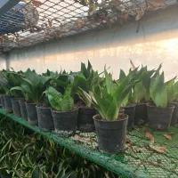 حراج گیاه شروع از ۲۰ تومن|گل و گیاه طبیعی|چهارباغ, |دیوار