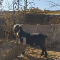 بز جوان شهر کردی