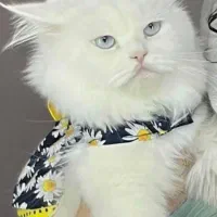واگذاری گربه پرشین