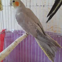 یک عروس هلندی آهویی ماده