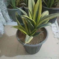 گل آپارتمانی|گل و گیاه طبیعی|محلات, |دیوار