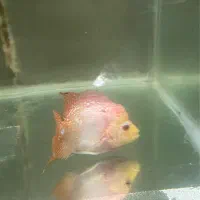 فلاور ماده گلدا