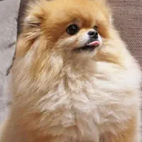 سگ پامرین خرسی پرتقالی نر