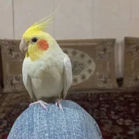 عروس هلندی لوتینو سخنگو