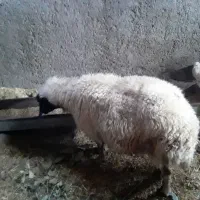 یک عدد گوسفند چاق سالم وسرحال