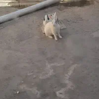 خرگوش|موش و خرگوش|مشهد, سیس‌آباد|دیوار