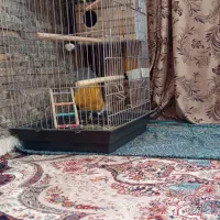 قفس عروس هلندی