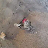 خروس گلین