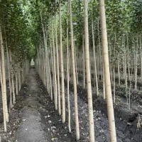 نهالستان فروش انواع نهال گردو و صنوبر و میوه|خدمات باغبانی و درختکاری|شهر بابک, |دیوار