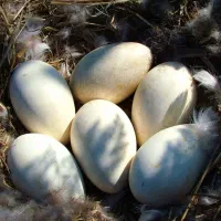 تخم نطفه دار غاز