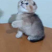 سرپرستی اسکاتیش بریتیش|گربه|بوشهر, |دیوار