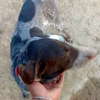 سگ دنبلان یاب حرفه ای حرف گوش کن  واقعی بیاد